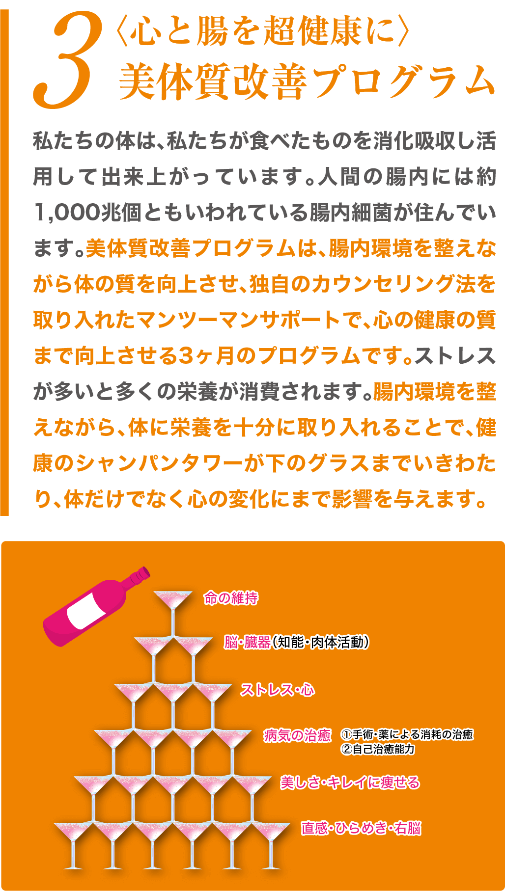 美体質改善プログラム